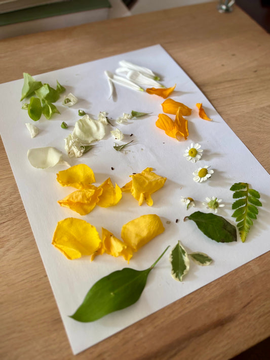 How to Dry Flowers: A Comparison of 4 Methods